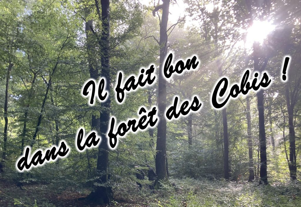 marche mycologique22